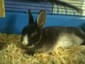 mon  lapimouse